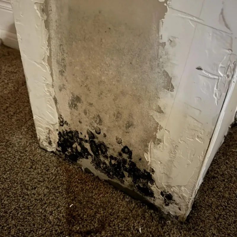 Professional Mold Removal in Ortonville, MI